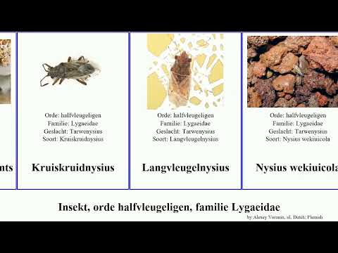 Insekt, orde halfvleugeligen, familie Lygaeidae insect fasciatus tenuis Oncopeltus zonatus Yung