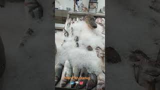 Fresh Fish Market 🐟🦈🐊🐙 #fish #shark #alligator #octopus #rvtravels