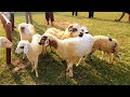 Dj anak kambing saya  happy sheep goat lambs sibellanin kuzulari