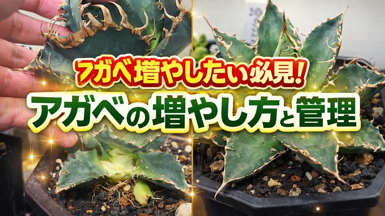 アガベ増やし方！ - YouTube