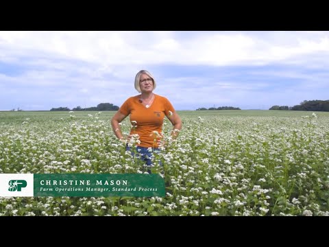 Video: Grikių auginimas – grikių naudojimas kaip pasėlis ir kt