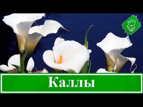 Как выглядят цветы каллы фото