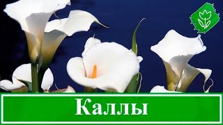 видео Как вырастить хризантемы дома? - Все буде добре - Выпуск 96 - 13