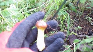 北海道天然山菜採り代行サービス　北の山菜村　落葉きのこ採り2019