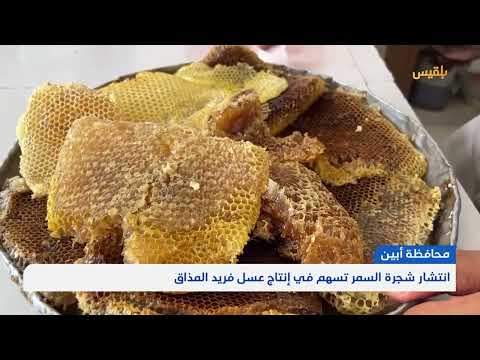 عسل السمر الأبيني... منتج يمني ذو قيمة غذائية وعلاجية