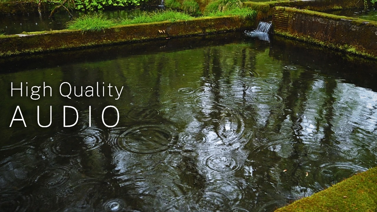 Gentle Rain on a Forest Pool｜Soft Water Sounds for Sleep & Relaxation (ASMR)