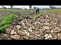 OMG unique  -A farmer collects a lot of duck eggs in a rice field, digging through the green grass.
