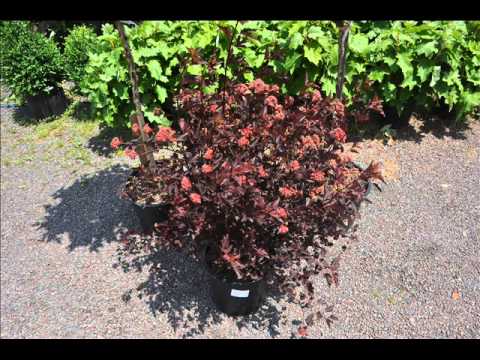ninebark plants shrubs and tree form plants youtube ninebark tree form