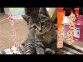 うちの子12日目。首輪を付けてうちの子感UP♪の巻【はちの成長記録#12】