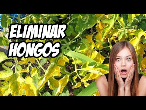 TRICODERMAS FUNGICIDA BIOLÓGICO (CONTROL DE HONGOS 😱)  | La Huerta de Ivan