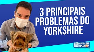 3 PRINCIPAIS PROBLEMAS DO YORKSHIRE