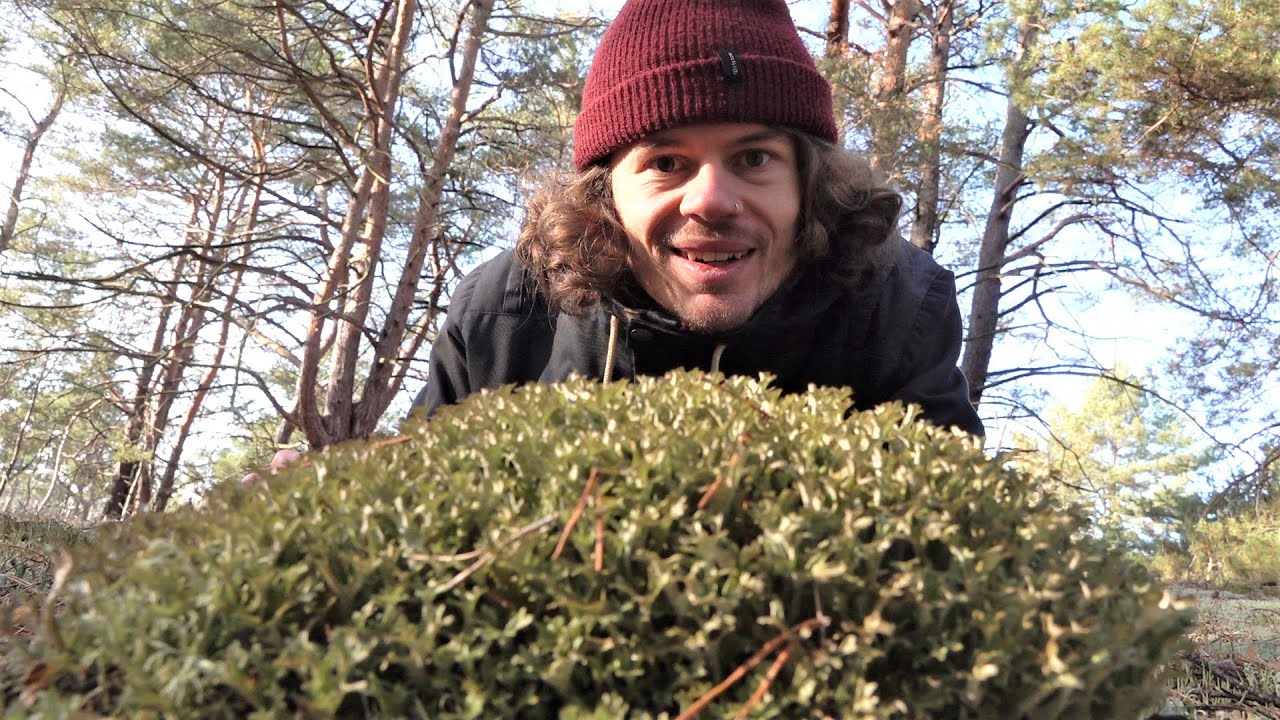 Isländisch Moos - Standort, Merkmale, Ökologie, Verwendung, Geschichte