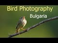 Bird Photography in Bulgaria (and my Quest for the Golden Oriole!)