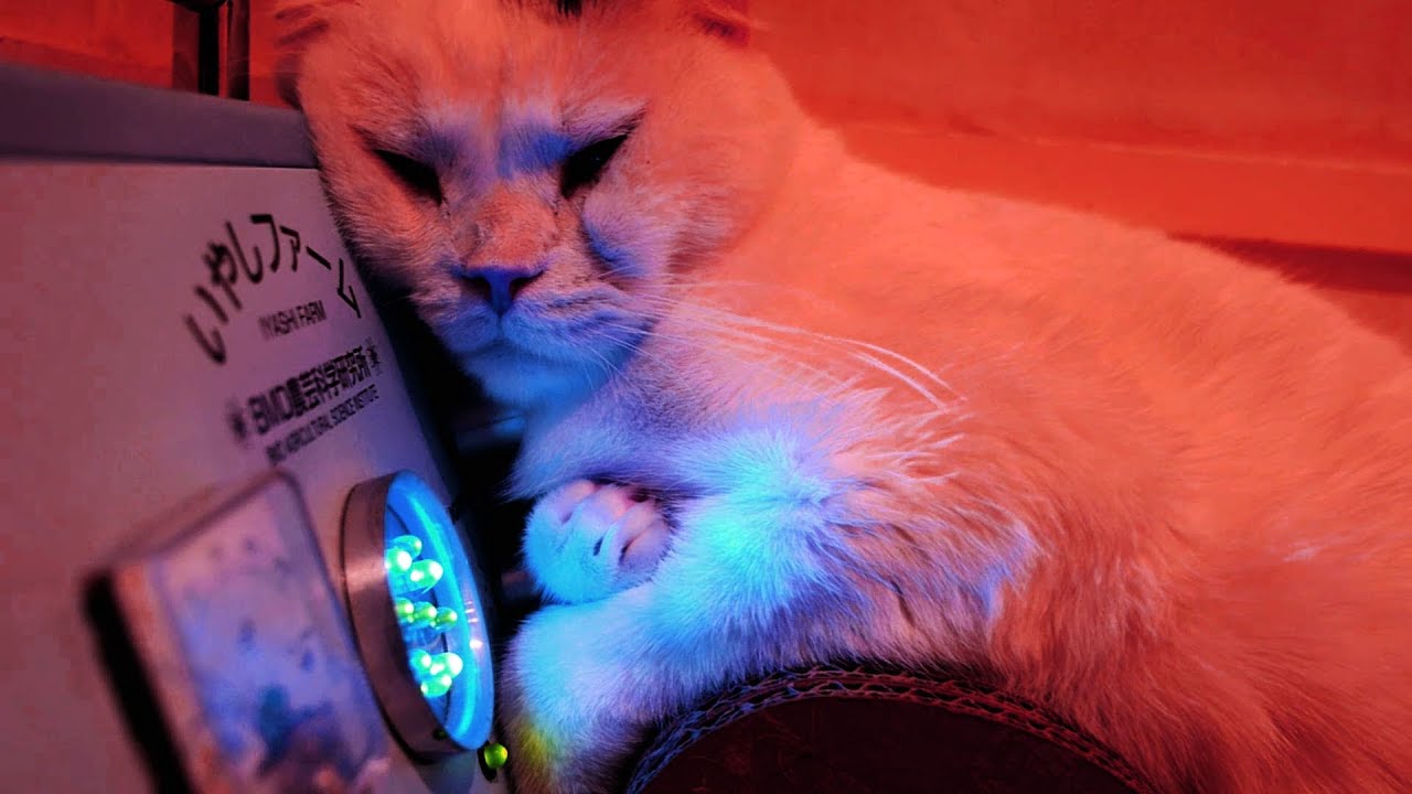猫カフェ 横浜 Cat is healed　/　Cat cafe in Japan