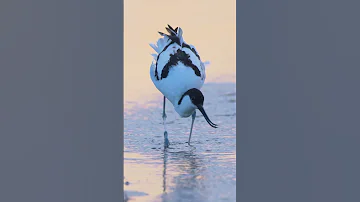 Шилоклювка | Pied avocet (Recurvirostra avosetta)