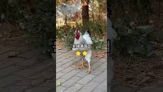 2024년 7월 13일 닭띠 운세 #오늘의운세 #띠별운세 #닭띠
