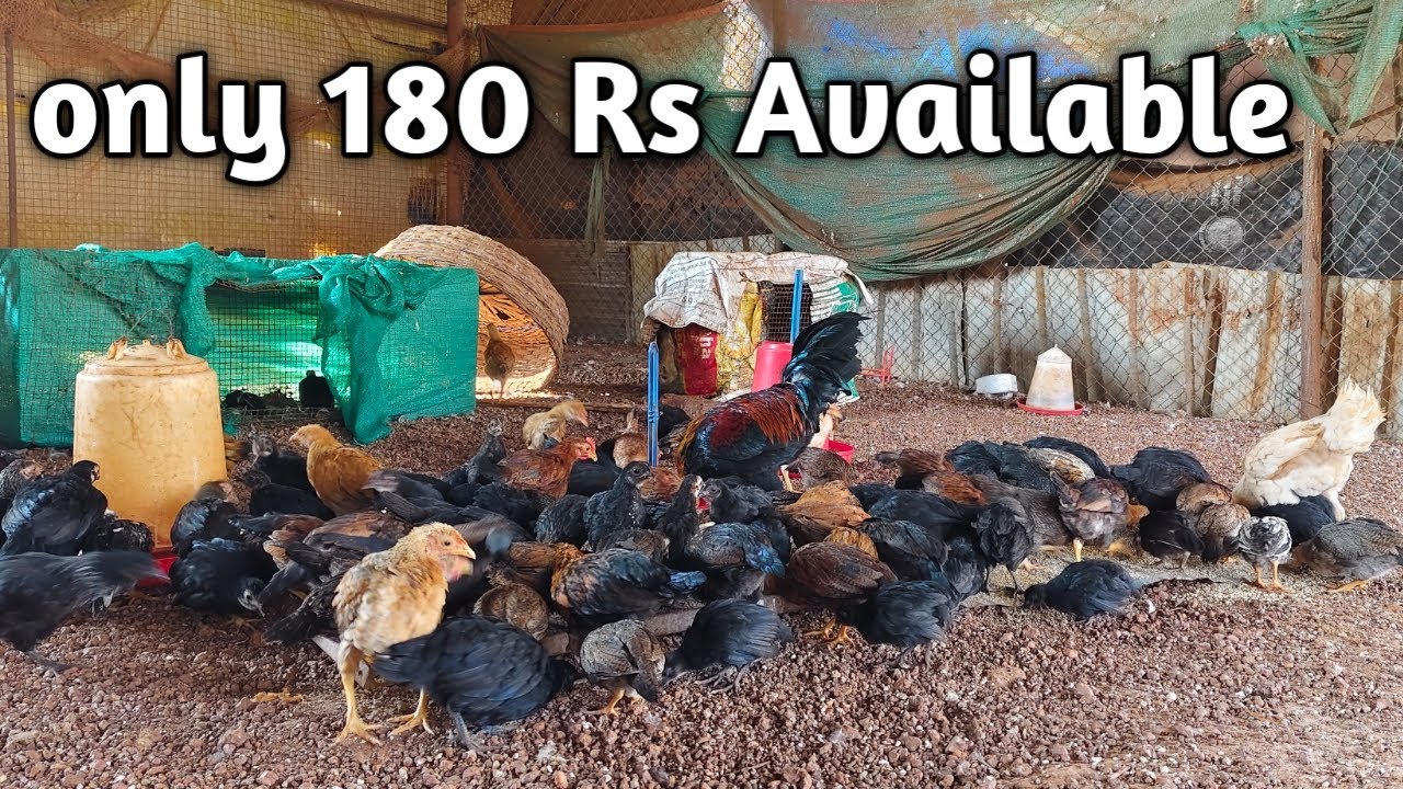 natukodi pillalu for sale 🐓 natu kodi pillalu available only 180Rs 2 months chicks
