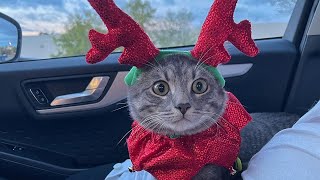 Cat in Reindeer Costume Goes to Starbucks #shorts