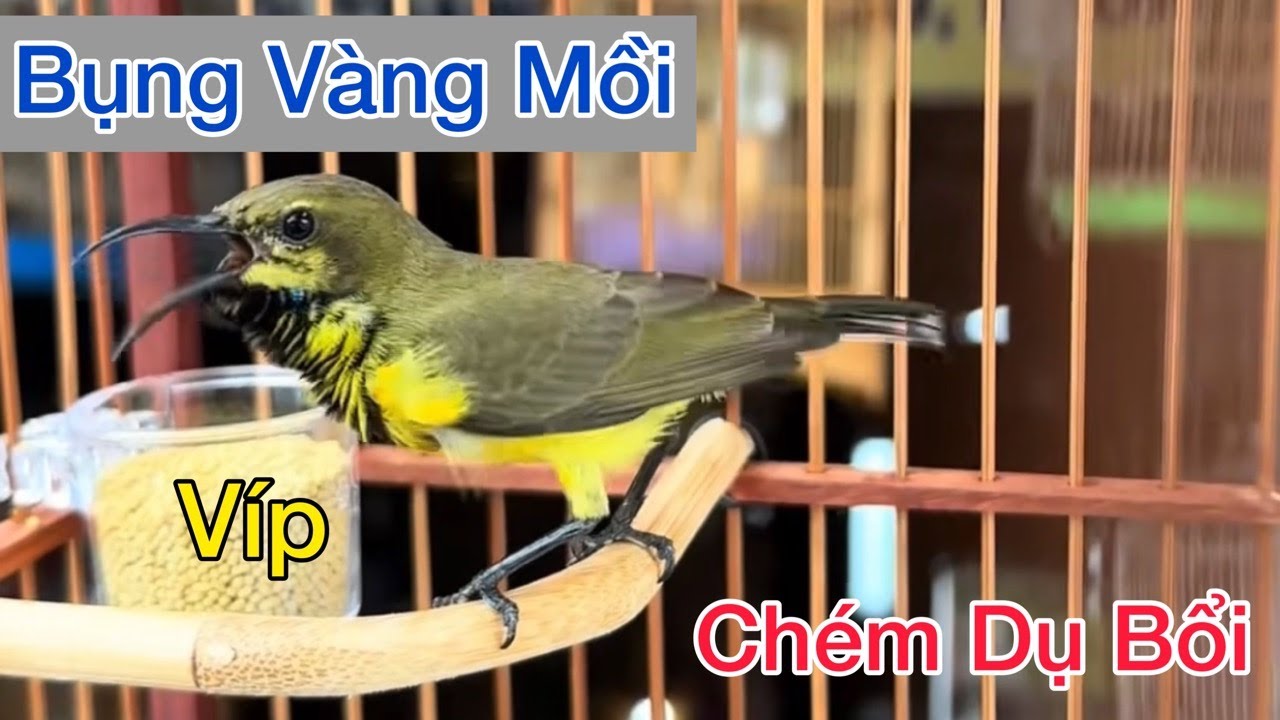 Tiếng Chim 5 Màu Chém Cánh Dụ Bổi Cực Hay, Kích Mồi Nhanh Lên Lửa Hót Đấu