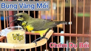 Tiếng Chim 5 Màu Chém Cánh Dụ Bổi Cực Hay Kích Mồi Nhanh Lên Lửa Hót Đấu