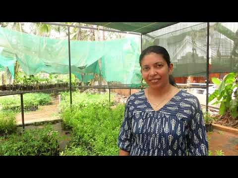 Sandalwood Farming-เดเดจเตเดฆเดจเด เดเตเดทเดฟ-Malabar Neem farming-agarwood farming- เดเดฆเต เดเตเดทเดฟ-Cash wood Nursery
