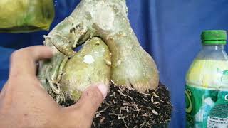 Bonsai 1453 Đăng Cho Số Đuôi 33983 Đã Bán