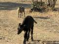 baby buffalo meets warthogs