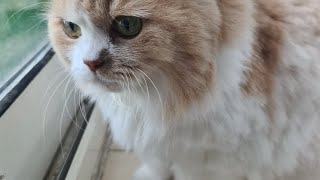 Mimi trying to hunting by Cat life 604 views 4 weeks ago 2 minutes, 21 seconds