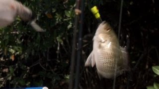 Reel Rivals Web Extra: Race to 100 Snappers