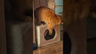 Przypał‼️🚷 #rudy #mleko #bogdan #balbinka #lol #koty #haha #biedronka #śmiesznezwierzaki #lidl