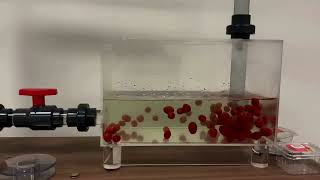 Gentle Cherry Tomato Pumping Demo | Discflo Non-Impingement Pump