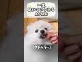 ポメラニアンのキャンプ飯 #ASMR #わんこ連れキャンプ #犬との暮らし