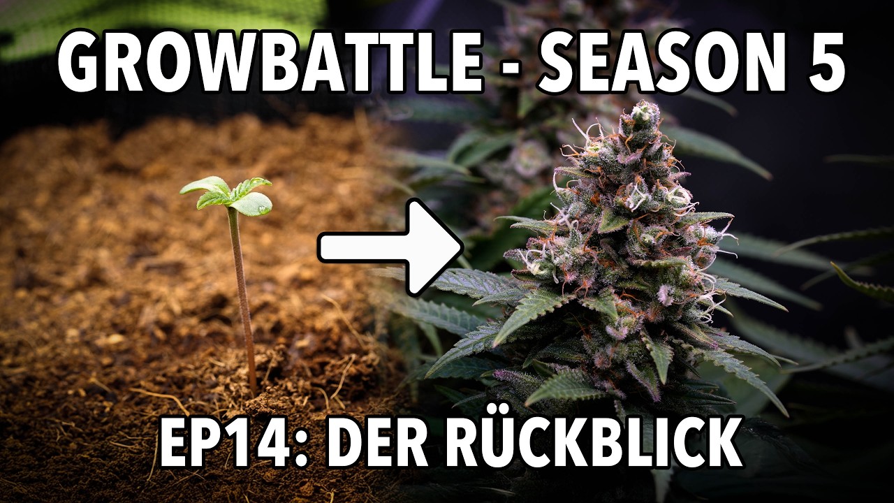 GROWBATTLE 5 💥 BASE vs  BOOST 🥦 EP14 DER RÜCKBLICK 🌱 2x Wifi OG Haze 💪🏻 by Vivosun
