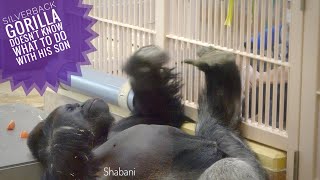 A Tired Silverback Gorilla Asks The Keeper To Help | Shabani