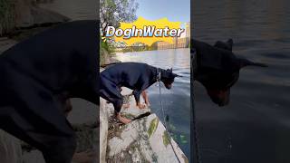 Download Lagu Who’s got a clumsy dog that’s fallen in water?💧🐶 #WetDogChaos #ClumsyDog #FunnyPetFails MP3 Download Lagu Who’s got a clumsy dog that’s fallen in water?💧🐶 #WetDogChaos #ClumsyDog #FunnyPetFails MP3