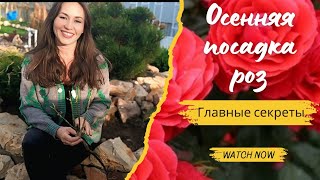 Лучший способ осенней посадки роз#розы #сад #rose #посадкароз