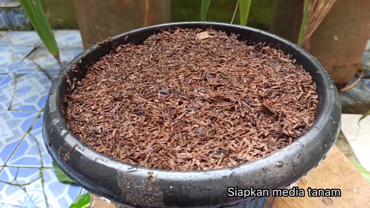 Cara Memperbanyak Bunga Panca Warna 