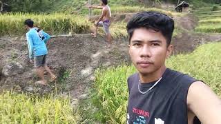 Hindi Inaasahan Dahil Sa Init, Biglang Hinog Ang Palay