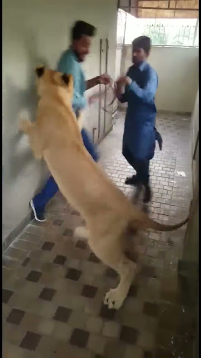 Lion Attack on Man | Nouman Hassan |