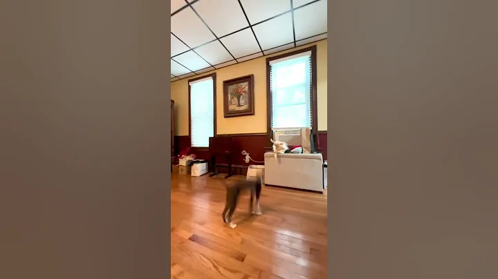 Watch the video about Cornish Rex Cat Jumping for Toy Bird #catlife #cats #catvideos #cornishrex #lokithecat