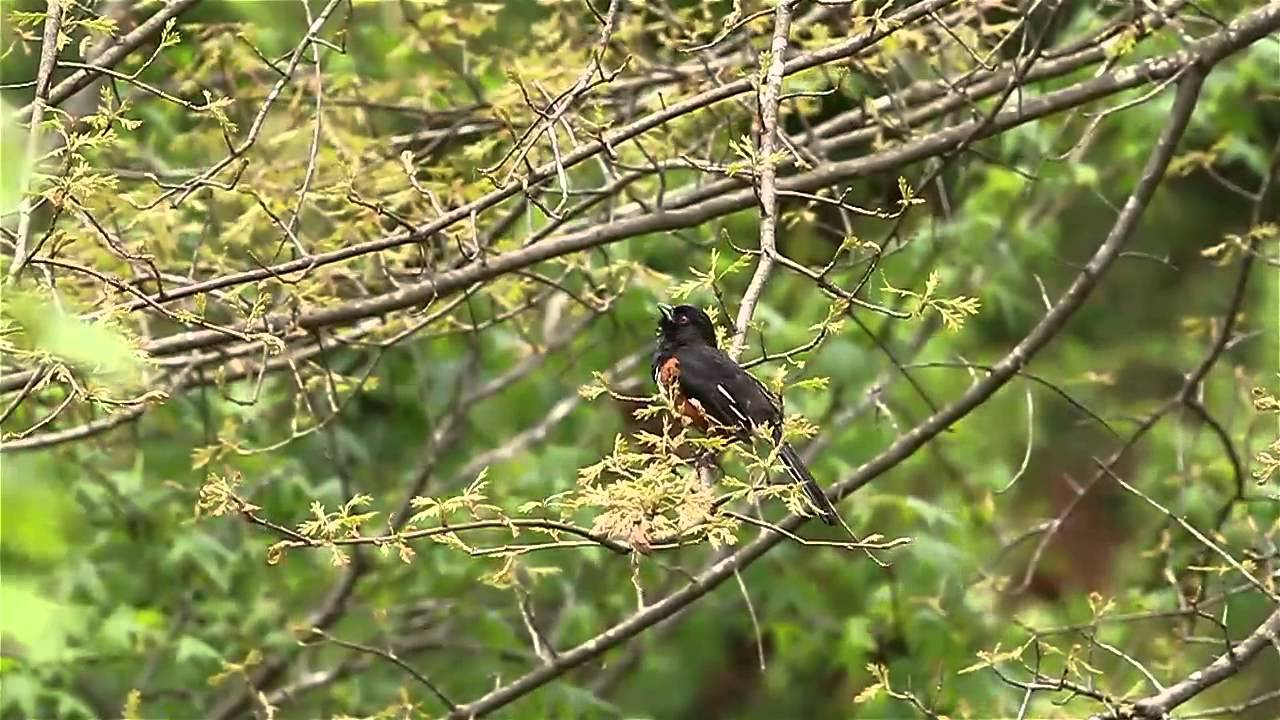 Eastern Towhee Song