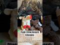 Great question! Every dog is different, but this has been one of the most durable &amp; enjoyable