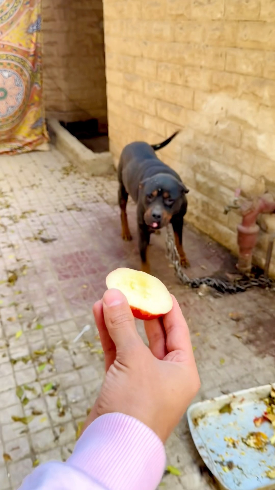 Dog prank ?