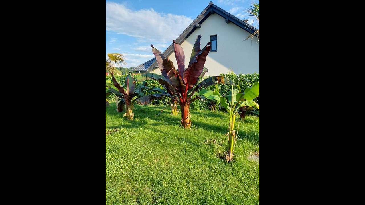 Перезимовка банановых деревьев. Покупка саженцев — важная информация перед началом сезона.