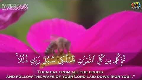 مقطع من سورة النحل صوت ( نبيل الرفاعي)