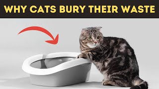 Why Cats Are Obsessed with Burying Their Waste? The Surprising Reason Behind their Bathroom Habits!