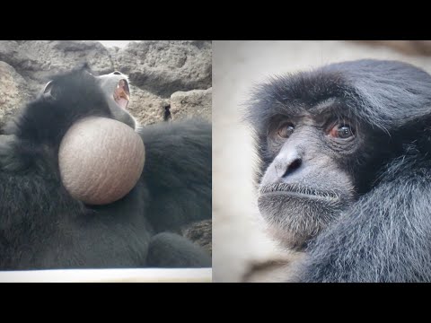 Videó: Különbség Gibbons és Siamang Között