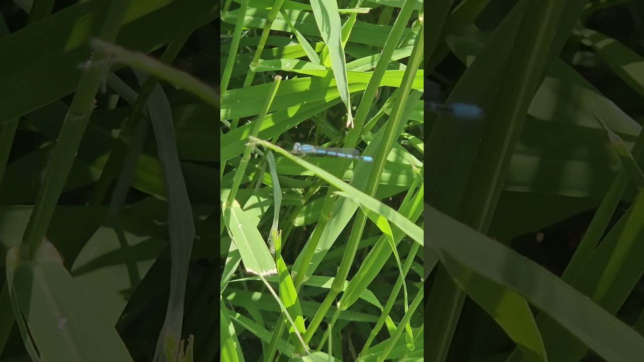 Beautiful Blue Damselflies 06.09.23