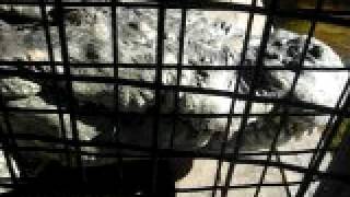 Andrew & Jericha Off The Huge Gator Croc