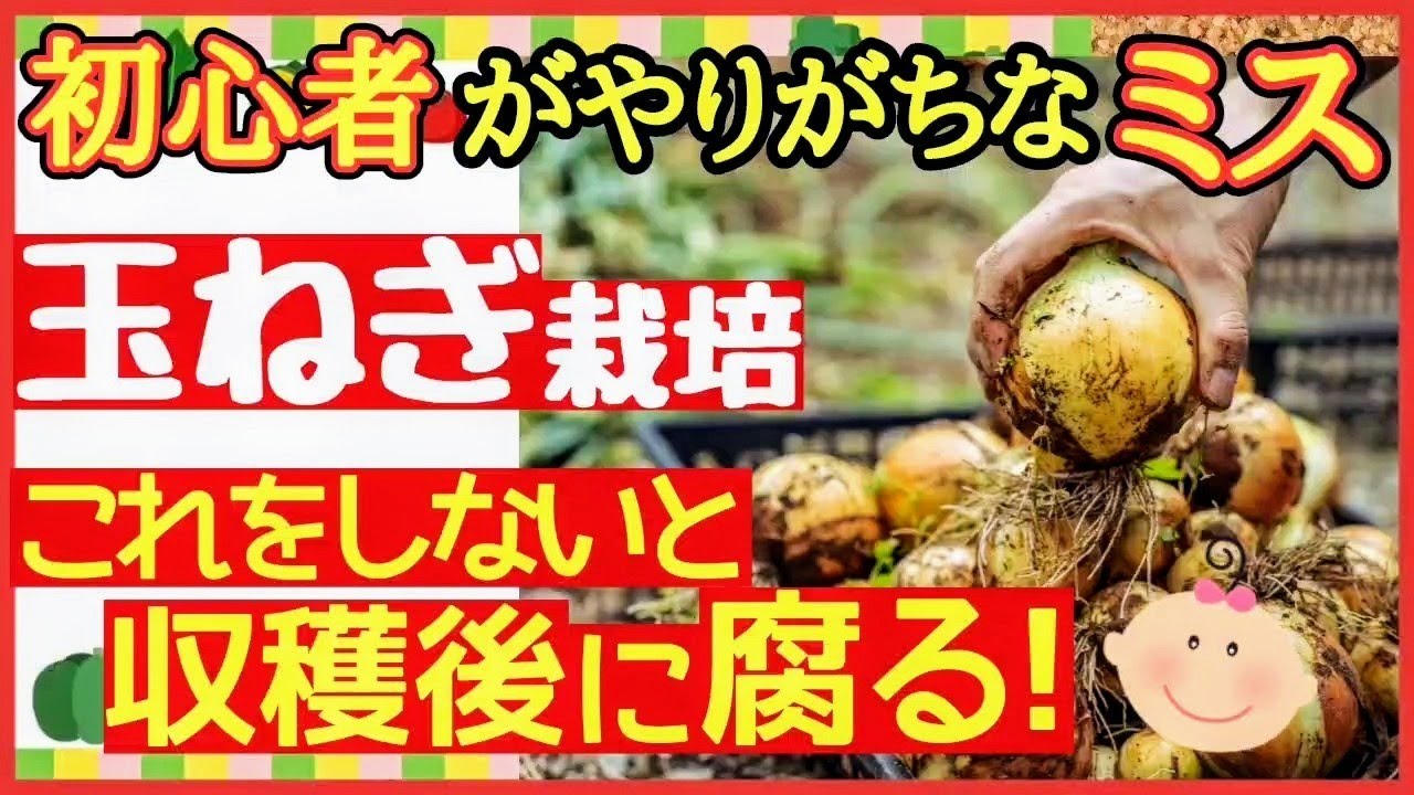 分かる♪玉ねぎの収穫時期の見極め方と最強の保存方法！家庭菜園・初心者玉ねぎ栽培